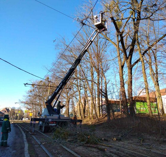 В Калининграде временно изменили трамвайный маршрут из-за обрезки деревьев на проспекте Мира (фото) - Новости Калининграда