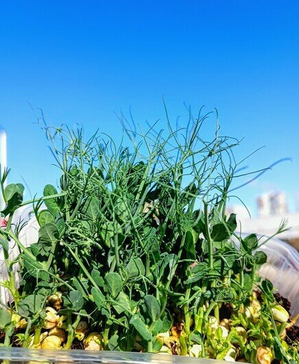 Как вырастить овощи и зелень у себя в квартире: 6 вопросов калининградскому агроному - Новости Калининграда | Фото: Анастасия Пухальская