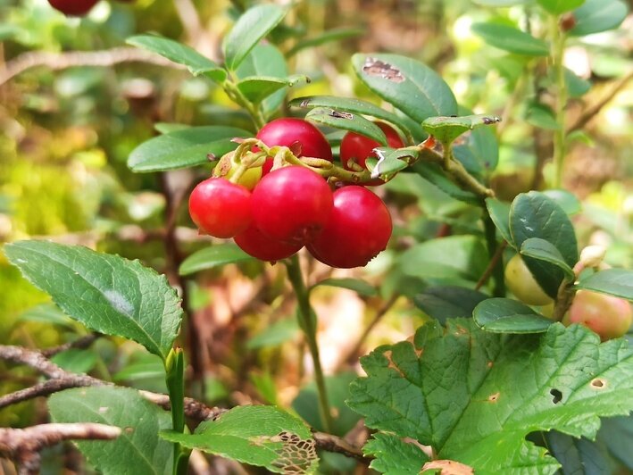 6 ягод, которые надо успеть собрать в лесах Калининградской области в октябре - Новости Калининграда | Фото: Дмитрий Николаев