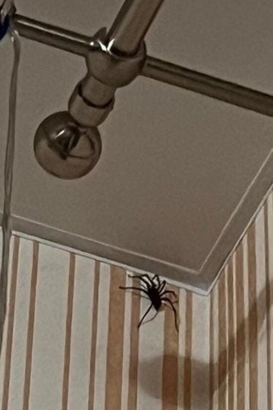 Тот самый паук, напугавший Викторию  | Фото предоставила героиня истории