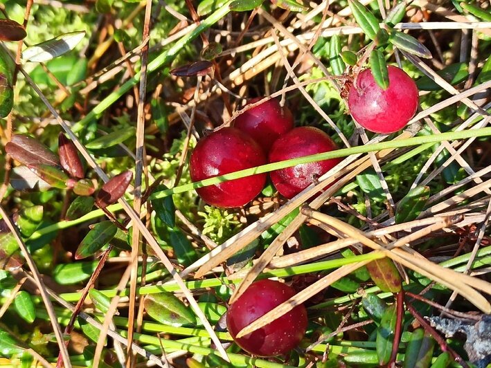 6 ягод, которые надо успеть собрать в лесах Калининградской области в октябре - Новости Калининграда | Фото: Дмитрий Николаев