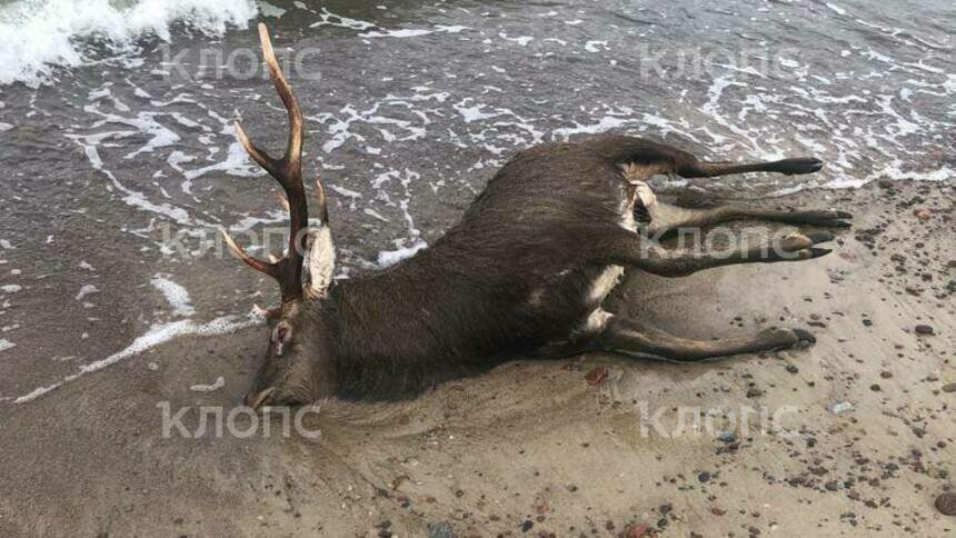 На Куршской косе нашли мёртвого оленя (фото) - Новости Калининграда | Фото местного жителя
