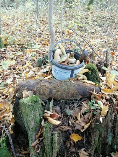 Ржавые снаряды и ружья: куда звонить калининградцам, обнаружившим боеприпасы в лесах области (инструкция) - Новости Калининграда | Фото предоставил Василий