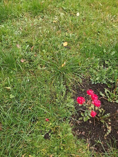Сирень, розы и калина: в ботаническом саду Калининграда рассказали, что цветёт накануне первого снега - Новости Калининграда | Фото предоставила Светлана Калинина