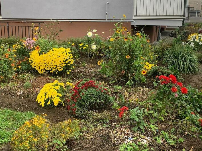 5 калининградок рассказали, какими цветущими растениями ещё можно полюбоваться в ноябре (фото) - Новости Калининграда | Фото предоставлено читателем «Клопс»