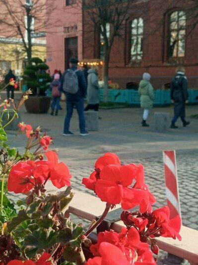 5 калининградок рассказали, какими цветущими растениями ещё можно полюбоваться в ноябре (фото) - Новости Калининграда | Фото предоставлено читателем «Клопс»