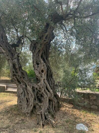 Этому оливковому дереву больше 2 тысяч лет | Фото: личный архив