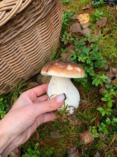 7 калининградцев показали, какие грибы ещё можно встретить в лесу (фото) - Новости Калининграда | Фото: сообщество «Грибы и грибники Калининградской области»