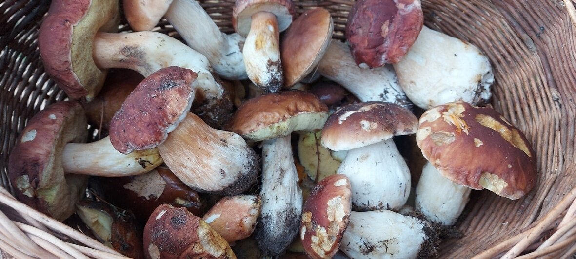 7 калининградцев показали, какие грибы ещё можно встретить в лесу (фото) - Новости Калининграда | Фото: сообщество «Грибы и грибники Калининградской области»