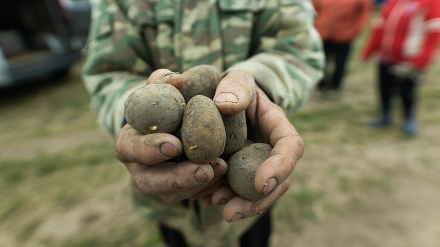 Калининградские фермеры планируют производить микроклубни картофеля - Новости Калининграда | Фото: Александр Подгорчук / Архив «Клопс»
