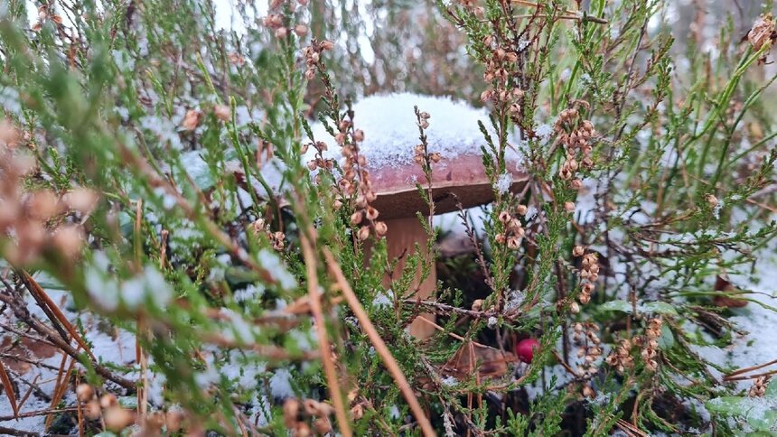 Снег не помеха: калининградский грибник рассказал, в каких лесах всё ещё можно найти добычу - Новости Калининграда | Фото: Николай Смирнов