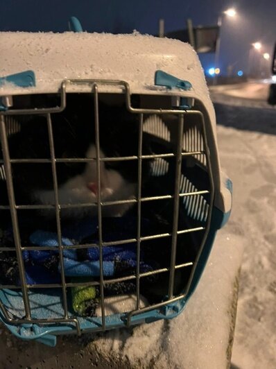 Котика выбросили на мороз в закрытой переноске | Видео Татьяна