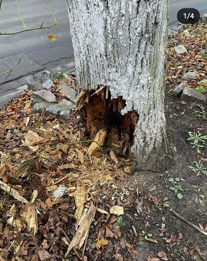 «Держится на честном слове»: жители Офицерской опасаются, что дерево с дуплом рухнет на машины или дом - Новости Калининграда | Фото очевидцев