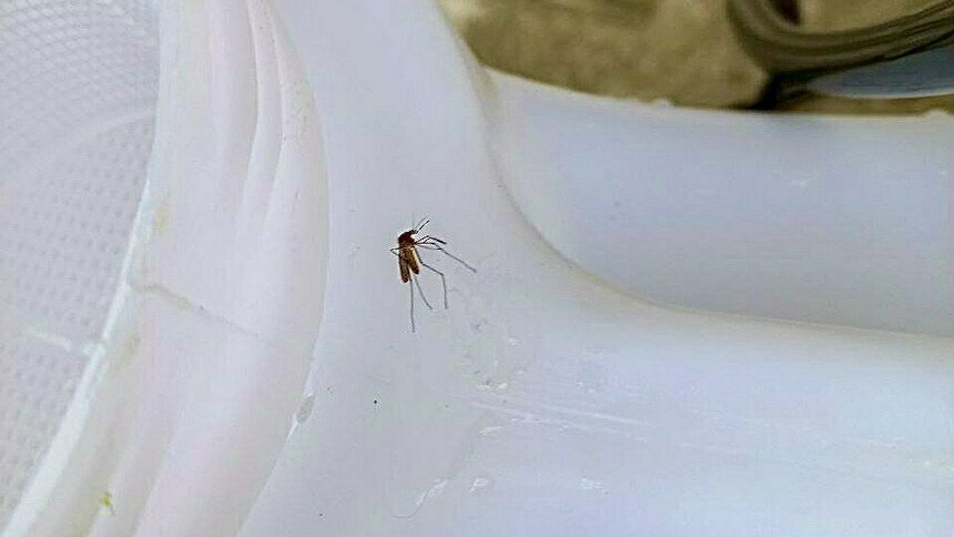 На фото: «комар английской подземки», ноябрь 2022 год.  | Фото: Евгений Волчев