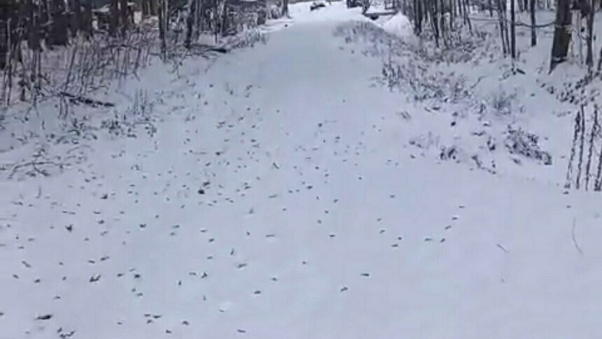 Зимой дети ходят по замерзающему снегу | Скриншот видео группы «Типичный Полесск»