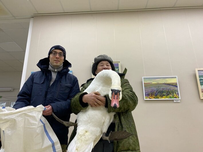 На Куршской косе спасли лебедя-трёхлетку, который не осилил перелёт (фото) - Новости Калининграда
