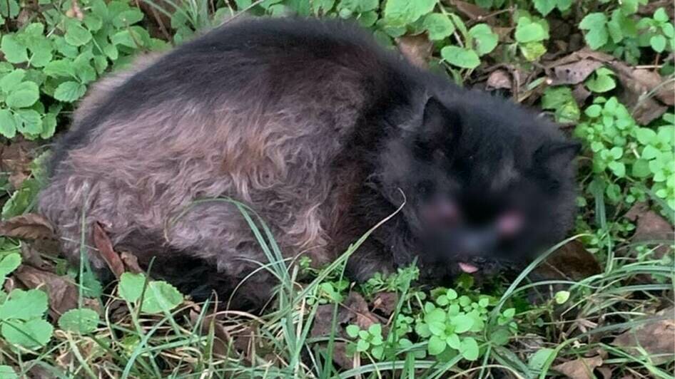 Котика нашли в кустах в ужасном состоянии | Фото предоставила Людмила