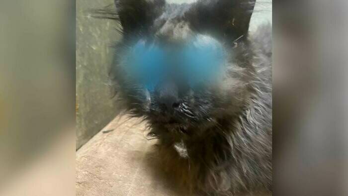Кот после операции по удалению глаз | Фото предоставила Людмила