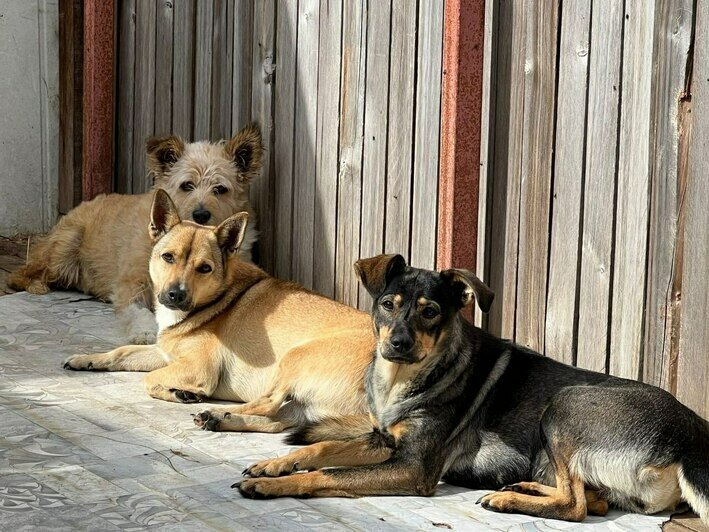 Неделя стольника. Помощь бездомным животным в калининграде. Приют славянское калининград. Помощь бездомным животным в калининграде. Фотозона благотворительности диких животных.