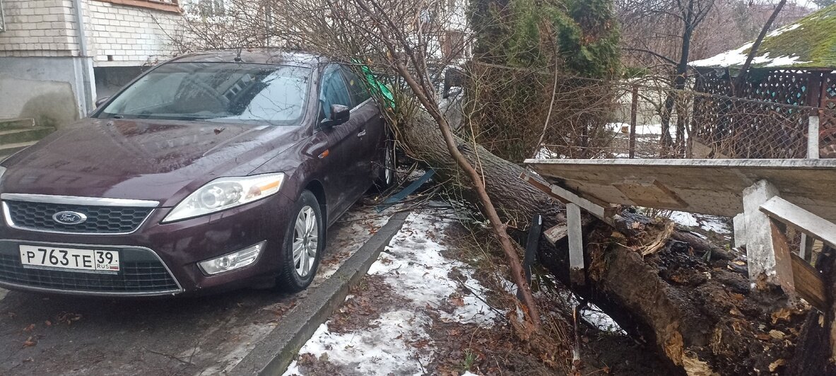 Гнилое дерево упало на машины в Гурьевске | Фото: Максим Бондарев