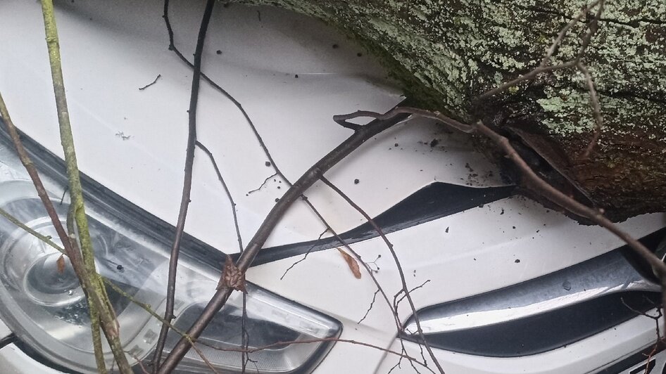 Гнилое дерево упало на машины в Гурьевске | Фото: Максим Бондарев