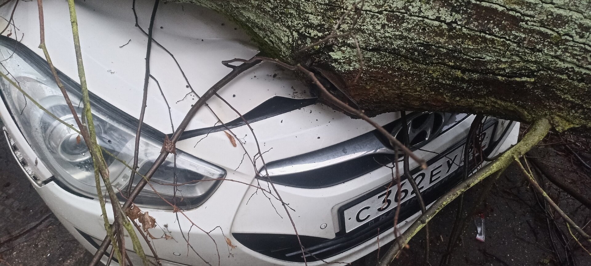 В Гурьевске стоявшие во дворе машины раздавило гнилым деревом (фото) -  Новости Калининграда