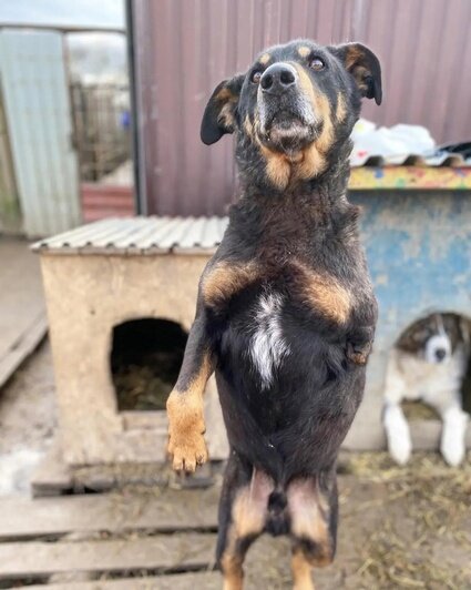 В приюте живёт больше 200 травмированных животных | Фото: КРОО помощи приюту «Тимвилль», ВКонтакте