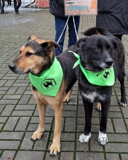 Помощь бездомным животным в калининграде. Помощь бездомным животным в калининграде. Отлов бездомных животных. Помощь бездомным животным в калининграде. Приют для животных в калининграде.