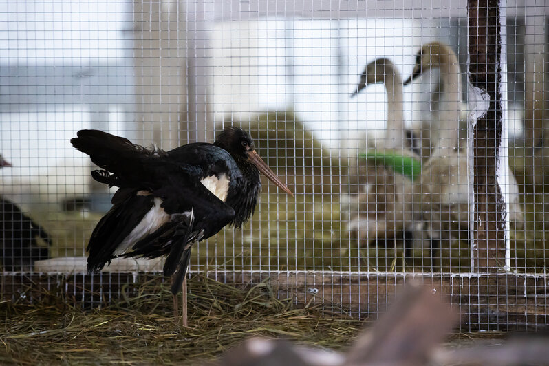 Спасённые птицы «Биосферы Балтики» | Фото: Александр Подгорчук / «Клопс»