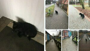 «Чарли в Гданьске?»: владелица пса-путешественника объездила половину области, а собаку снова видят в автобусах