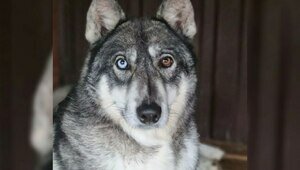 Охранница Ляля, интеллигентная Гретта и ласковая Пудра: 10 спасённых калининградских собак, которые ищут дом (фото)  