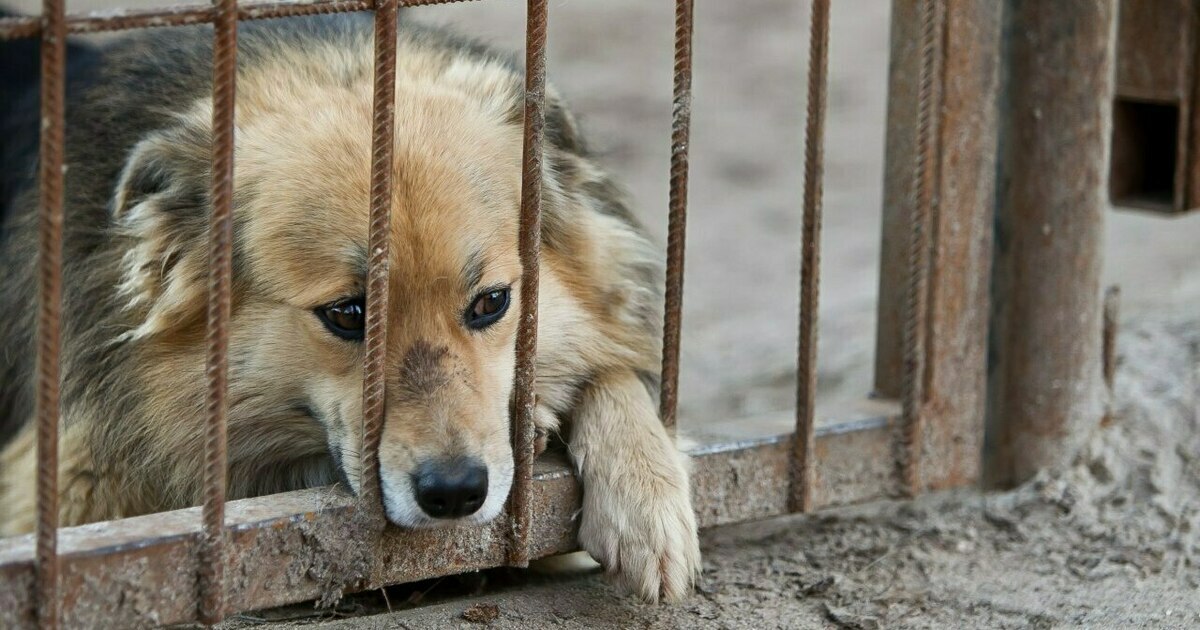 Сердце ни разу не ёкнуло: в Краснознаменске огласили приговор ...