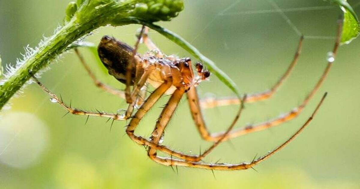 Почему в доме много пауков и что это может означать