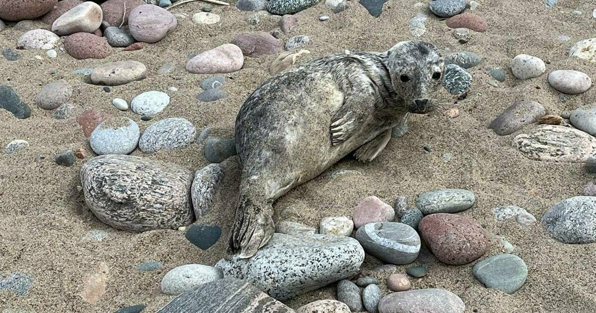 \u0412 \u041f\u0438\u043e\u043d\u0435\u0440\u0441\u043a\u043e\u043c \u043d\u0430 \u0431\u0435\u0440\u0435\u0433 \u043c\u043e\u0440\u044f \u0432\u044b\u043f\u043b\u044b\u043b \u0434\u0435\u0442\u0451\u043d\u044b\u0448 \u0442\u044e\u043b\u0435\u043d\u044f (\u0432\u0438\u0434\u0435\u043e) - \u041d\u043e\u0432\u043e\u0441\u0442\u0438 ...