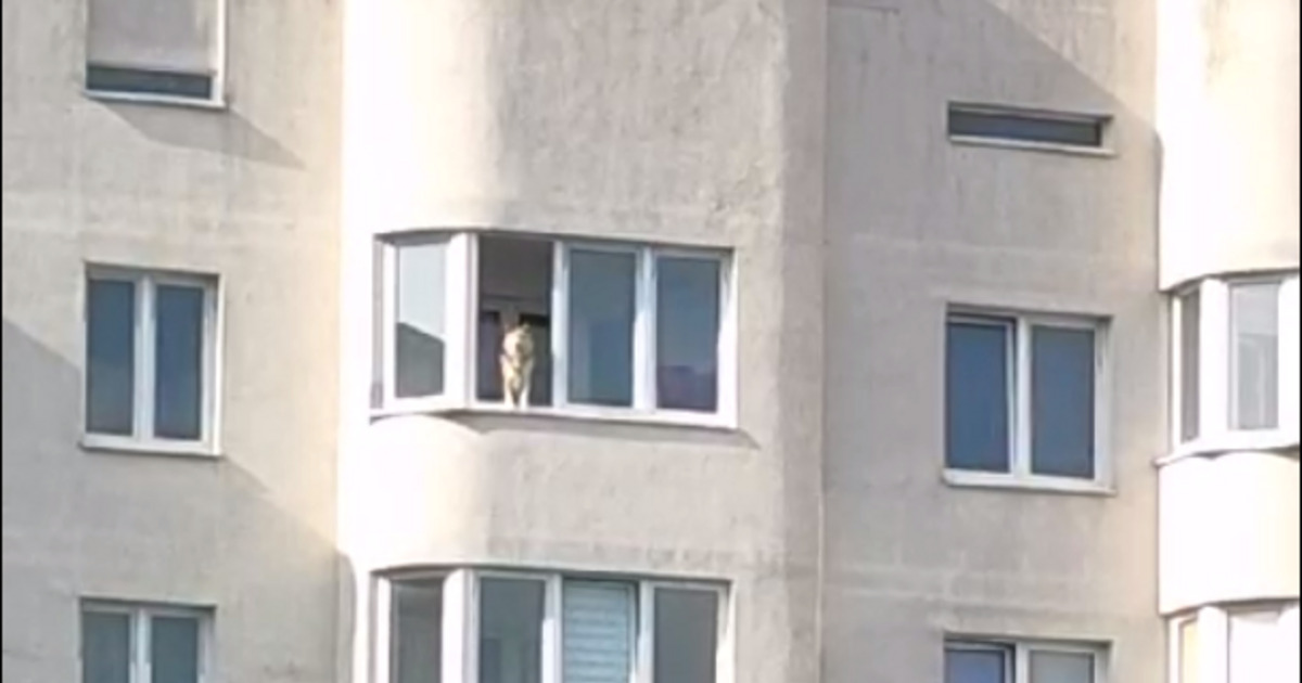 «Не умолкает ни днём ни ночью»: запертая в квартире на Интернациональной собака мешает спать соседям (видео)