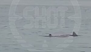 В Хургаде из-за нападения акулы погиб российский турист