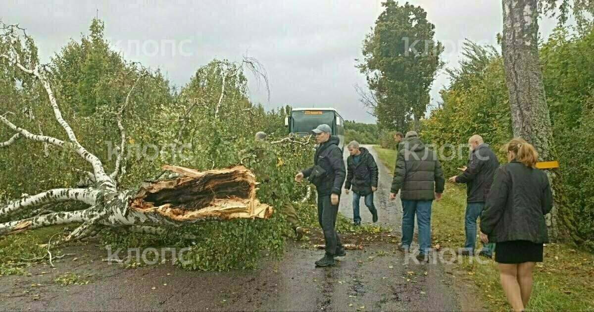 Гигантская береза.