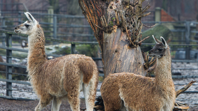 В  Калининградском зоопарке отремонтируют «деревню» XIX века, где живут ламы и бизоны