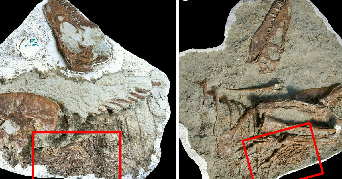 In Canada, scientists discovered the remains of a Tyrannosaurus rex with babies in its stomach.