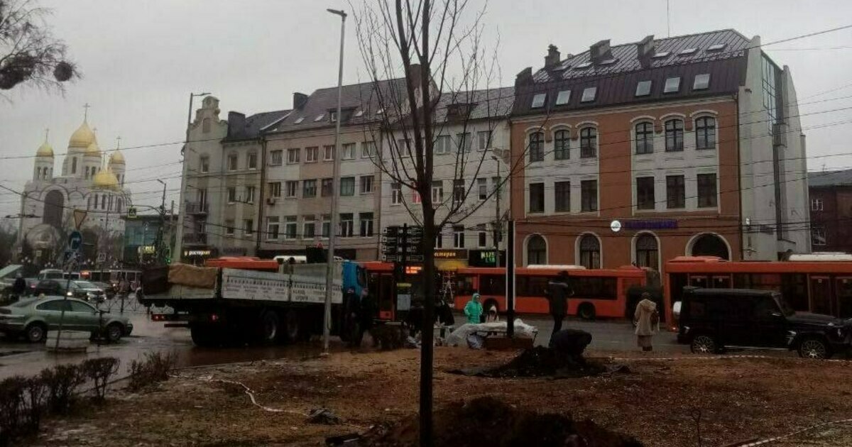 В центре Калининграда начали высаживать клёны - Новости Калининграда