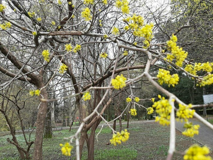 Как цветет урюк фото