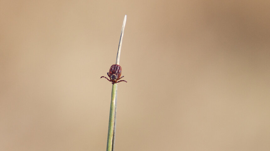 Эксперты дали путешественникам 6 советов, как защититься от клещей ...