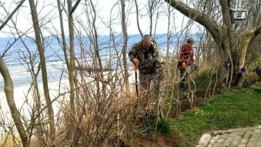 В Зеленоградске вдоль променада появилась колючая изгородь - Новости Калининграда | Фото: пресс-служба администрации Зеленоградска