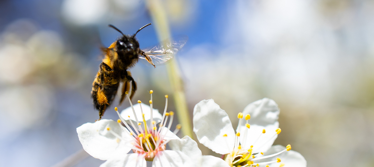 Укусила пчела: как оказать первую помощь
