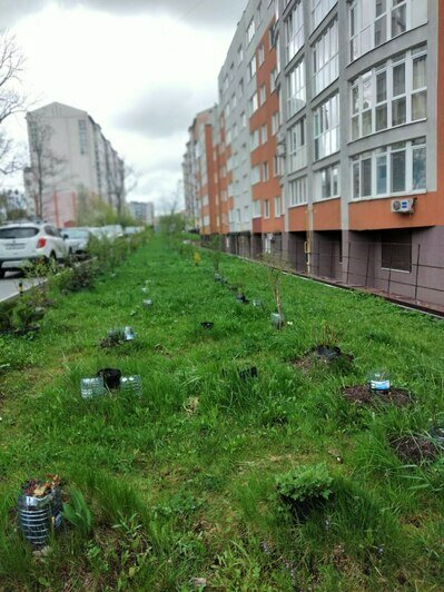 Пенсионерка из Калининграда объявила войну парковке под окнами и принялась сажать деревья и гонять водителей - Новости Калининграда