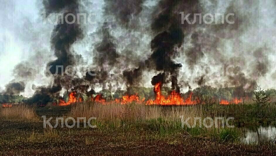 В районе восьмой исправительной колонии Калининграда горит камышовое поле (фото, видео)  - Новости Калининграда | Фото: Очевидцы