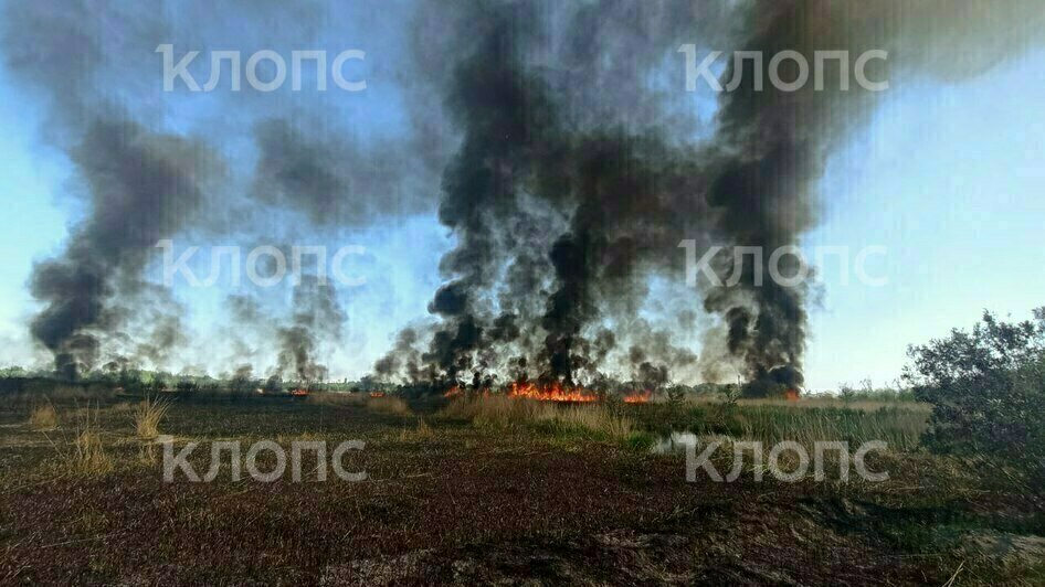 В районе восьмой исправительной колонии Калининграда горит камышовое поле (фото, видео)  - Новости Калининграда | Фото: Очевидцы