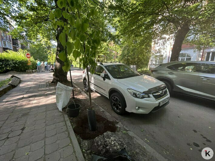 В Калининграде посадили три десятка 12-летних деревьев из польского питомника (фоторепортаж) - Новости Калининграда | Фото: «Клопс»