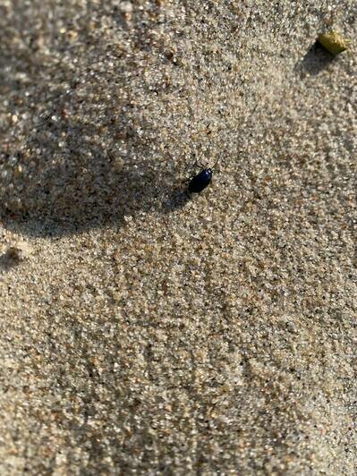 Нашествие жуков. Нашествие Жуков на пляже Калининград. Козявка фото букашки. Козявочка Ольховая личинка.