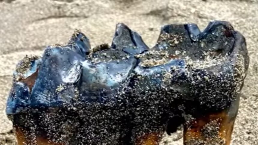 Жительница Калифорнии во время прогулки на пляже нашла зуб мастодонта, жившего около млн лет назад       - Новости Калининграда | Фото: Jennifer Schuh/ соцсети